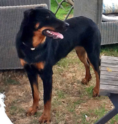 domainedelalicorne.fr Elevage de beauceron chiot beauceron pure race élevage du clos de la licorne elevage des gardiens de la licorne elevage beauceron noir et feu authentique gros gabarits élevage de Beauceron familial sérieux et qualité domainedelalicorne.fr suivi des chiots conseil d’éducation chiot propre bas rouge santé caractère spécialiste du beauceron noir et feu ou arlequin chien rustique berger de France  nos chiots sont élevés avec amour et attention notre passion au service de la qualité Beauceron de qualité et sportif domaine de la licorne 04380 BARRAS élevage en liberté éleveur berger de beauce élevage de beauceron de travail 